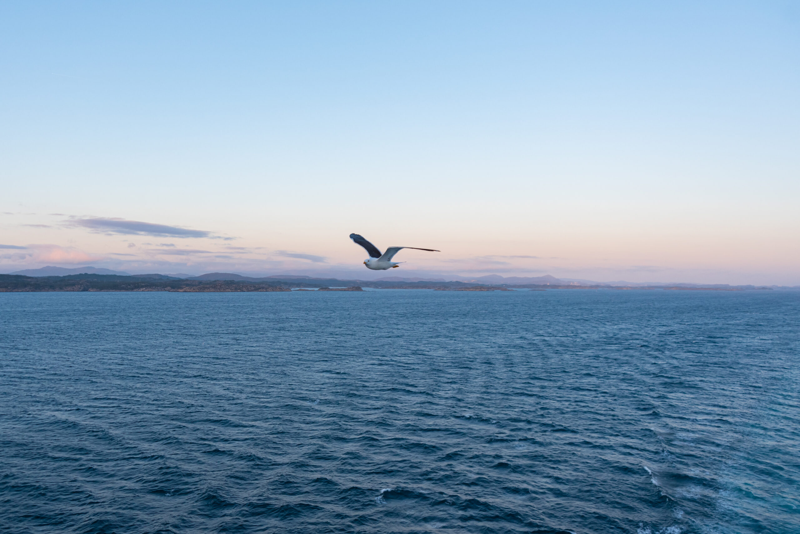 Beautiful photo of the sea waves – Bird flying